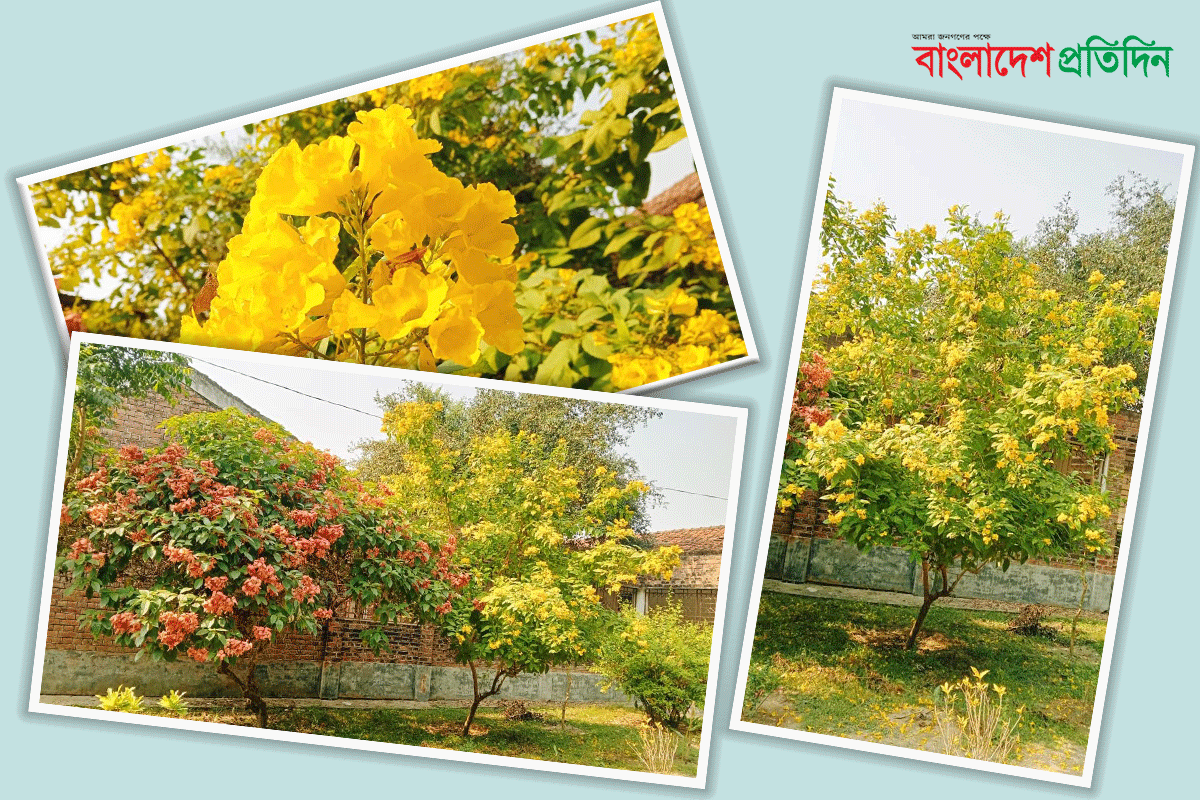 হেমন্তের শেষে সোনা ঝরাচ্ছে আমেরিকার সোনাপাতি ফুল