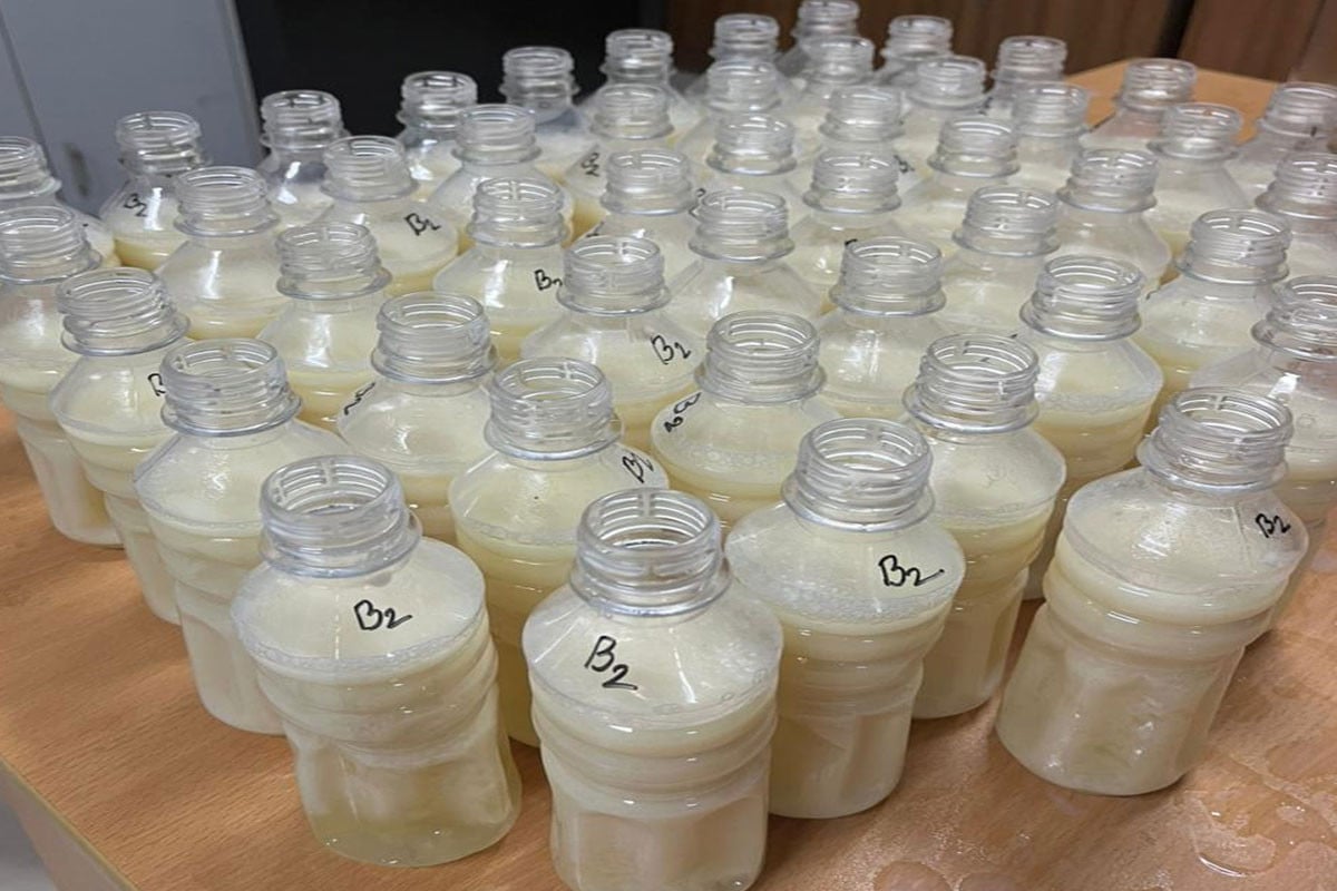 শেকৃবির গবেষণায় পরিবেশবান্ধব দুগ্ধজাত কোমল পানীয় উদ্ভাবন