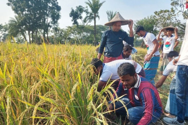 কালীগঞ্জে অসহায় বিধবা নারীর ধান কেটে দিল ছাত্রদল
