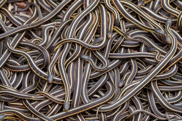 পাতাল থেকে বেরিয়ে আসলো ৭০ হাজার সাপ