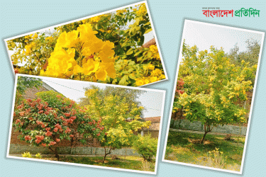 হেমন্তের শেষে সোনা ঝরাচ্ছে আমেরিকার সোনাপাতি ফুল