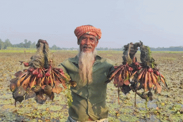 পানিতে ভাসছে ‘সোনার ফসল’ পানিফল, আয়ের মুখ দেখছেন কৃষকরা