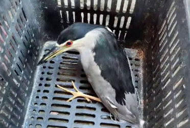 মুরগির দোকান থেকে উদ্ধার নিশি বক অবমুক্ত