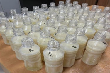 শেকৃবির গবেষণায় পরিবেশবান্ধব দুগ্ধজাত কোমল পানীয় উদ্ভাবন