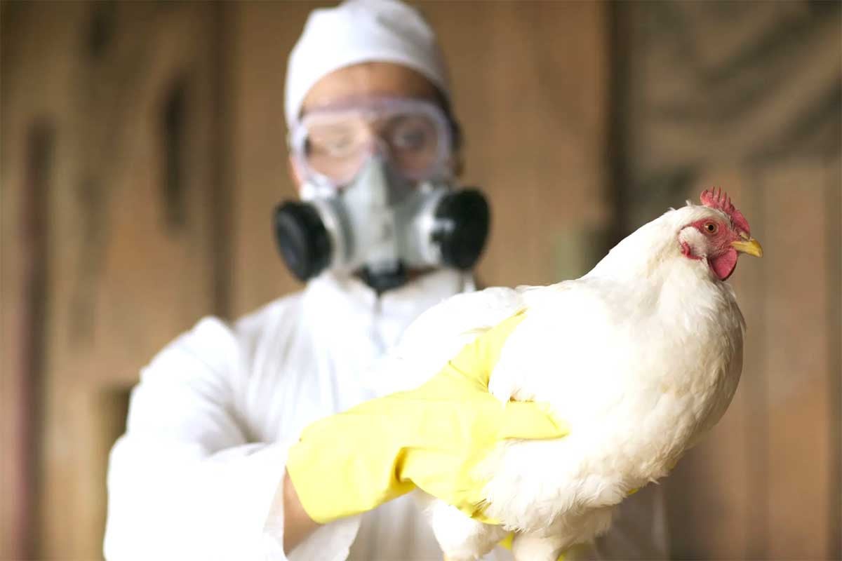 বার্ড ফ্লুর নতুন স্ট্রেইনে যুক্তরাষ্ট্রে প্রথম মৃত্যু, বাড়ছে বৈশ্বিক উদ্বেগ