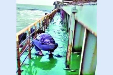 লাফিয়ে জাহাজে উঠল ঝাঁকে ঝাঁকে ইলিশ