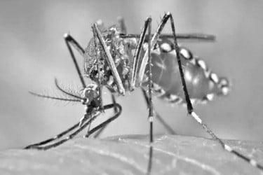 মশার উৎপাতে অতিষ্ঠ নওগাঁ পৌরবাসী