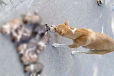 ঈশ্বরদীতে ৮ কুকুর ছানা হত্যার অভিযোগ