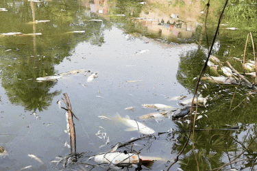 বগুড়ায় পুকুরে বিষ দিয়ে ২০ লাখ টাকার মাছ নিধন