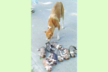 আটটি কুকুরছানা বস্তায় ভরে পানিতে ফেলে হত্যা