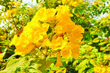 হেমন্তের শেষে সোনা ঝরাচ্ছে আমেরিকার সোনাপাতি