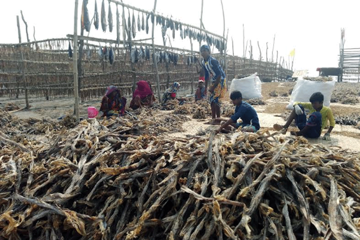 জমে উঠেছে শুঁটকি পল্লী, ব্যস্ত কুয়াকাটার জেলেরা