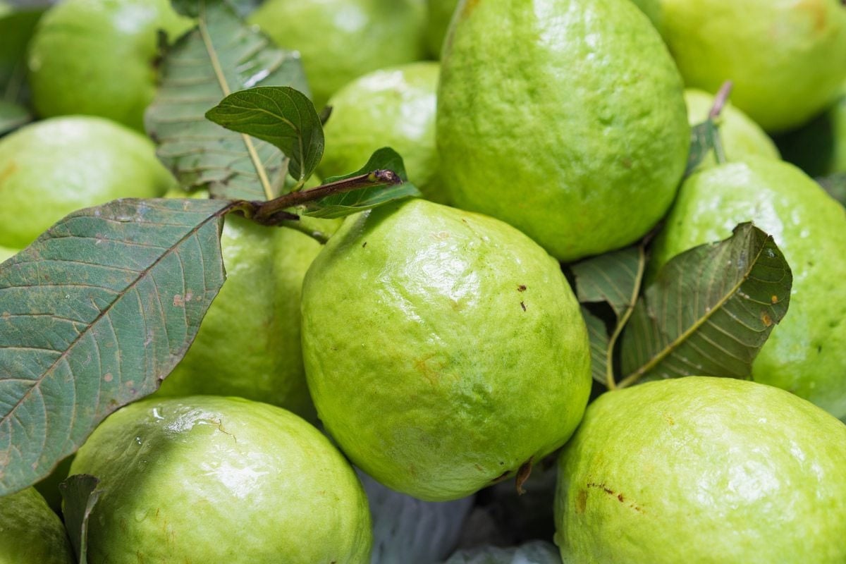 শীতে পেয়ারা খেলে মিলবে যেসব উপকার