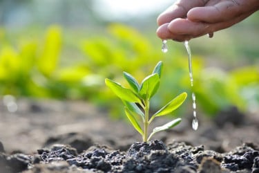 কোরআনের চোখে বৃক্ষরোপণ ও বনায়ন