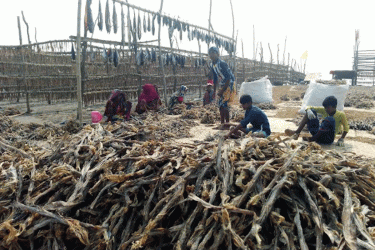 জমে উঠেছে শুঁটকি পল্লী, ব্যস্ত কুয়াকাটার জেলেরা