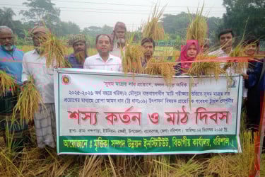 ব্রি ধান ১০৯ নিয়ে মাঠ দিবস উদযাপন