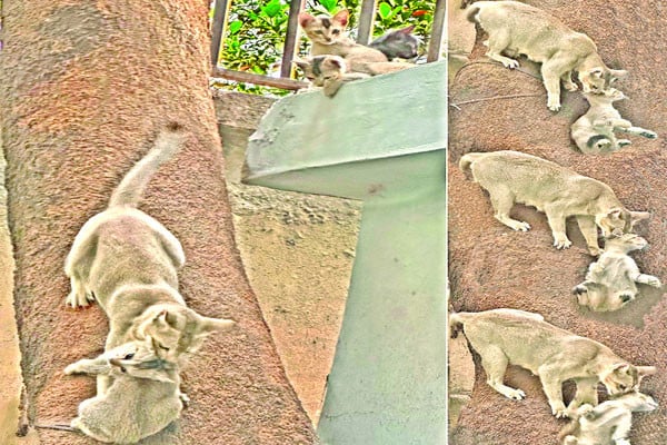 মায়ের ভালোবাসা