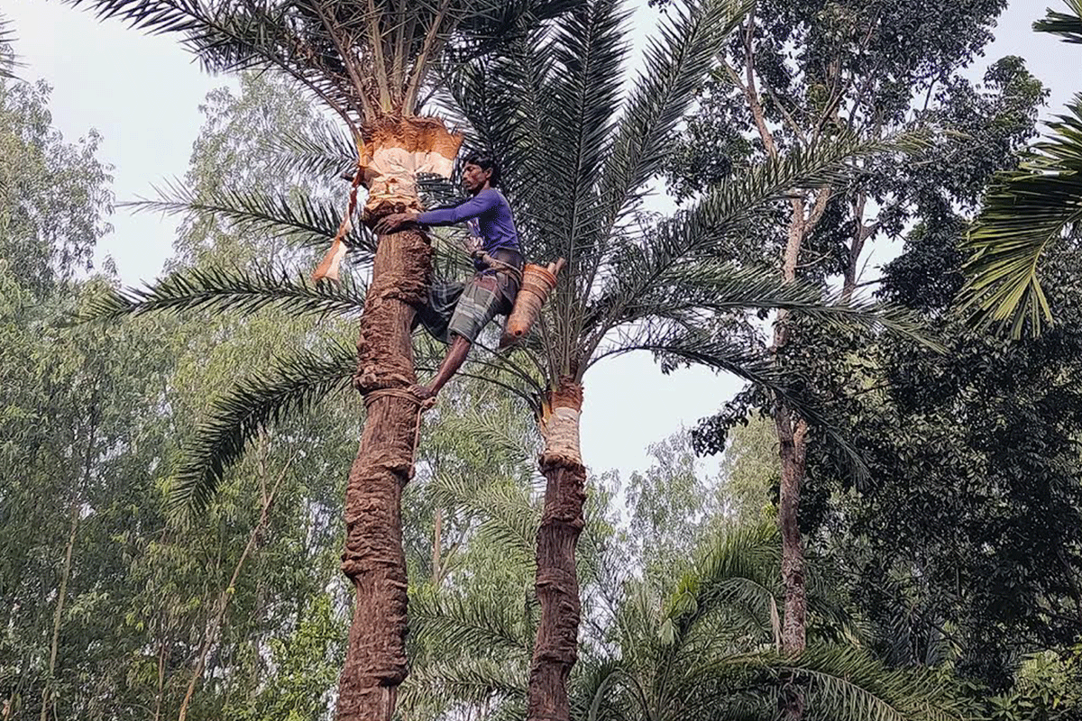 মানিকগঞ্জে গুড় তৈরির প্রস্তুতিতে ব্যস্ত গাছিরা