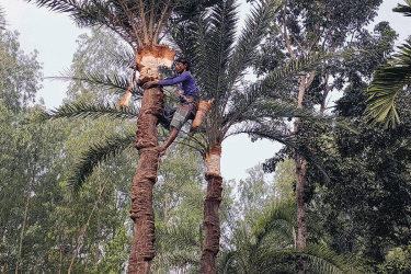 মানিকগঞ্জে গুড় তৈরির প্রস্তুতিতে ব্যস্ত গাছিরা