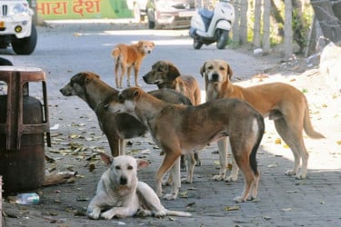 বাথরুমের বাইরে ফেলে যাওয়া নবজাতককে সারা রাত পাহারা দিল একদল কুকুর!