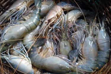 রংপুরে উদ্যোক্তার অভাবে হোঁচট খাচ্ছে গলদা চিংড়ি চাষ