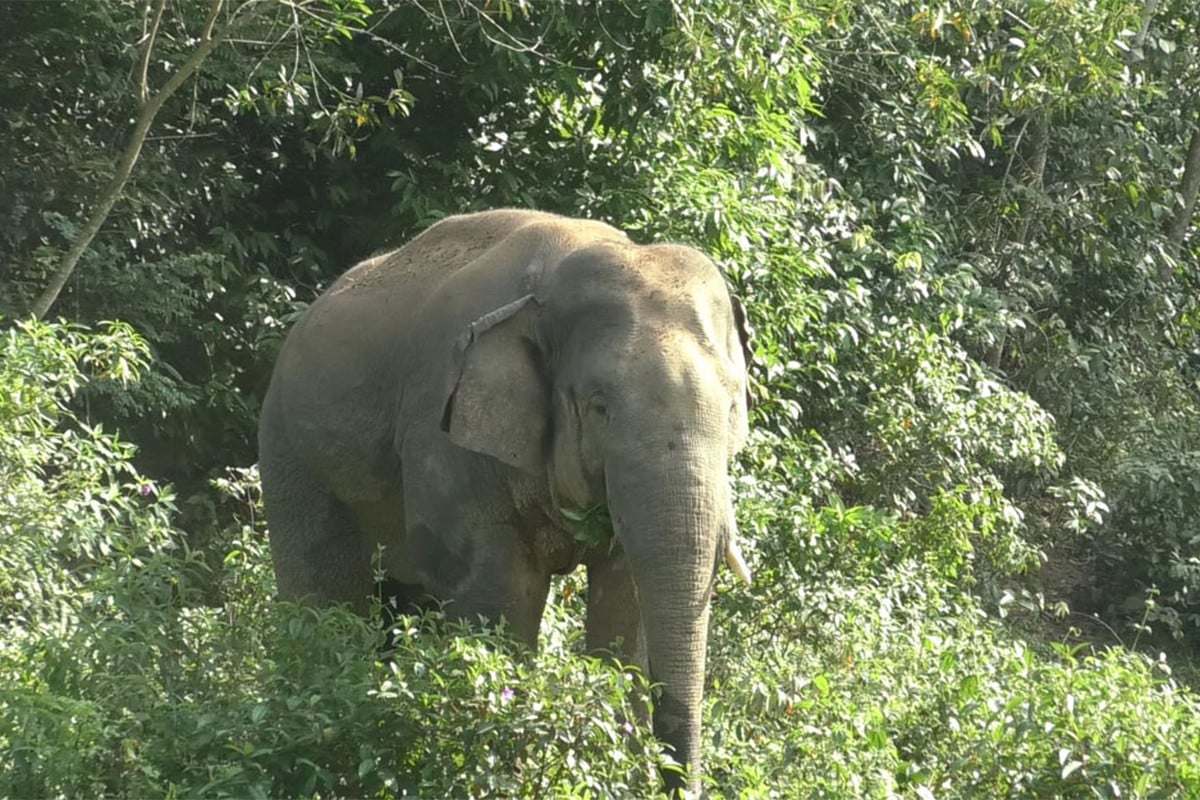 ‘হাতি আপনাদের মেহমান, ক্ষতি করবেন না’