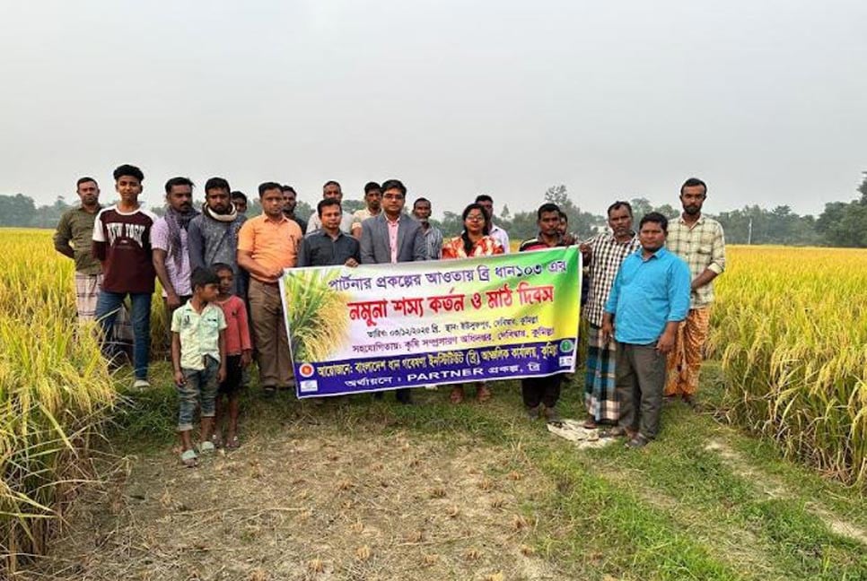 ব্রি ধান-১০৩ এর সাফল্য : ২ একর থেকে বেড়ে ৩০ হেক্টর জমিতে চাষ