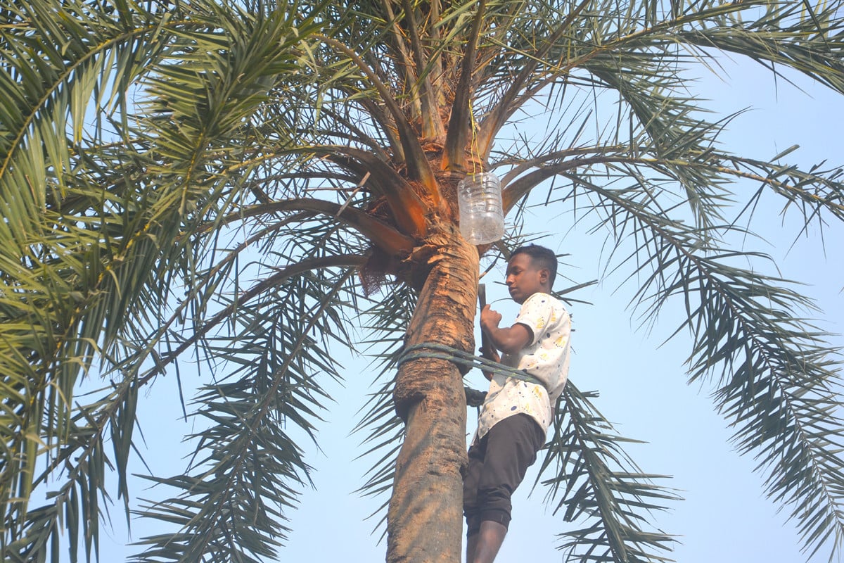 বগুড়ায় খেজুর রস সংগ্রহে ব্যস্ত গাছিরা