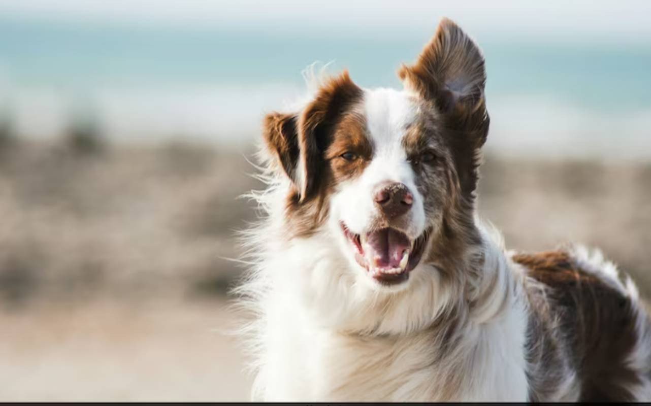 যুক্তরাষ্ট্রে কুকুরে অজানা ব্যাকটেরিয়া শনাক্ত, সতর্ক করলেন বিজ্ঞানীরা