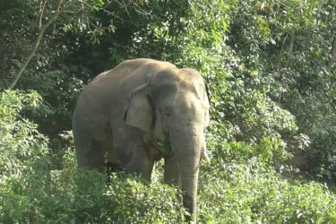 ‘হাতি আপনাদের মেহমান, ক্ষতি করবেন না’