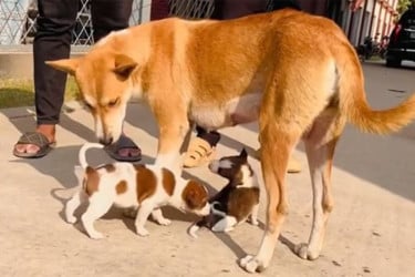 নতুন দুই ছানা পেল সন্তানহারা সেই মা কুকুর