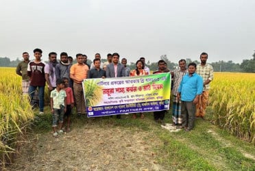 ব্রি ধান-১০৩ এর সাফল্য : ২ একর থেকে বেড়ে ৩০ হেক্টর জমিতে চাষ