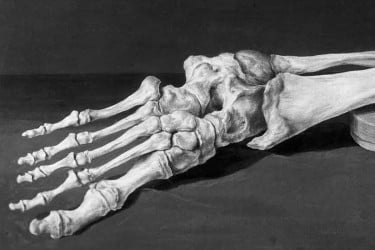 আদিম পায়ের হাড়ে মানুষের বিবর্তনের নতুন উপাদান!