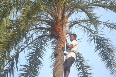 বগুড়ায় খেজুর রস সংগ্রহে ব্যস্ত গাছিরা