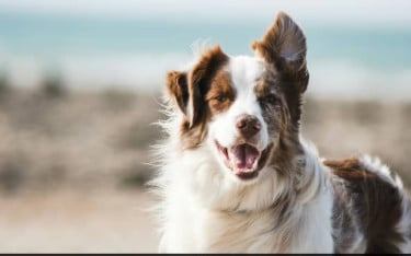 যুক্তরাষ্ট্রে কুকুরে অজানা ব্যাকটেরিয়া শনাক্ত, সতর্ক করলেন বিজ্ঞানীরা