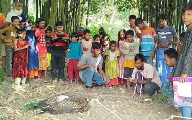 ফুলবাড়ীতে বিরল প্রজাতির শকুন উদ্ধার