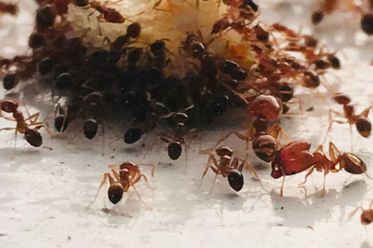 অসুস্থ হলেই ‘মেরে ফেলো’ সংকেত দেয় পিঁপড়া: গবেষণা