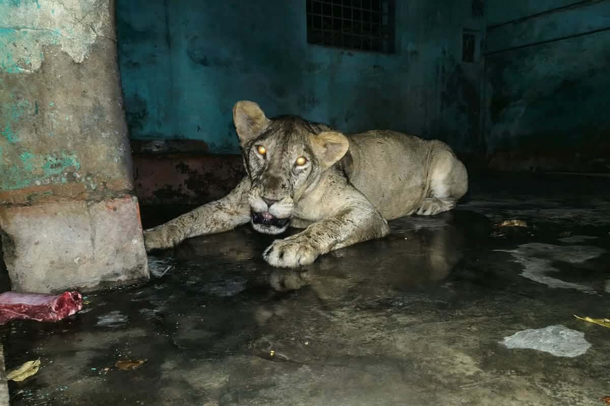 মিরপুর চিড়িয়াখানার খাঁচা থেকে বেরিয়ে গেছে সিংহ