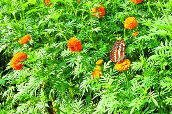 প্রকৃতির গতি প্রজাপতি মেলা জাবিতে