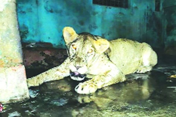 চিড়িয়াখানার খাঁচা থেকে বেরিয়ে গেল সিংহ