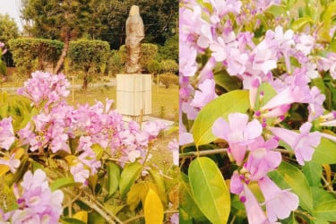 রোকেয়ার জন্মভিটায় মুগ্ধতা ছড়াচ্ছে রসুনগন্ধী বেগুনি