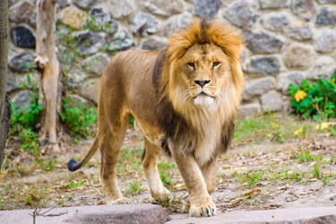 মিরপুর চিড়িয়াখানার খাঁচা থেকে বেরিয়ে গেছে সিংহ