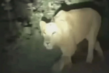 অচেতন করে খাঁচায় ফেরানো হলো মিরপুর চিড়িয়াখানার সিংহটিকে