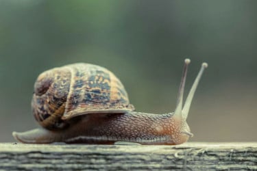 বিপদে পড়লে টানা তিন বছর ঘুমায় শামুক!