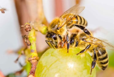মৌমাছির দলবদ্ধ আক্রমণে পুলিশ কর্মকর্তার প্রাণহানি