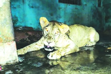 চিড়িয়াখানার খাঁচা থেকে বেরিয়ে গেল সিংহ