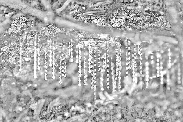 অন্ধকার গুহার ঝুলন্ত শিকারি!