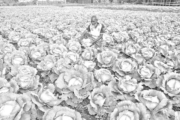 ১১০০ কোটি টাকার সবজি উৎপাদনের আশা