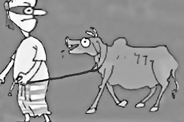 শ্রীপুরে গরু চোর আতঙ্কে কৃষক এক রাতে চুরি ১২টি