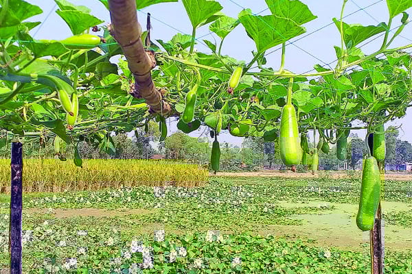 ইছামতী নদীতে ভাসমান সবজি খেত